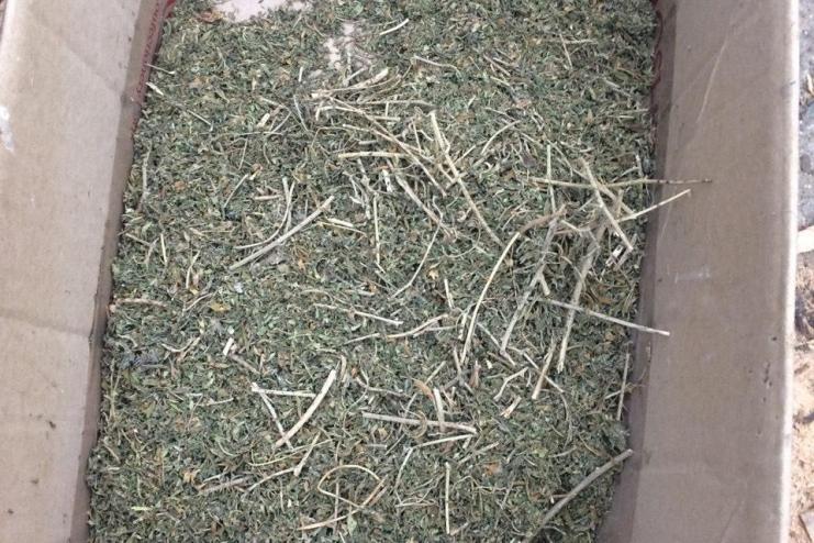 Поліцейські викрили жителів Болградського району у зберіганні наркотиків 